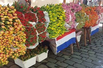 Фестиваль тюльпанов в Потсдаме